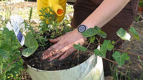 Patient gießt Pflanze in Natur- und Gartentherapie im Sigma-Zentrum Bad Säckingen, Privatklinik für Psychiatrie, Psychotherapie und Psychosomatische Medizin im Schwarzwald